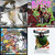 maxam4206 thumbnail