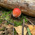 slower_loris thumbnail